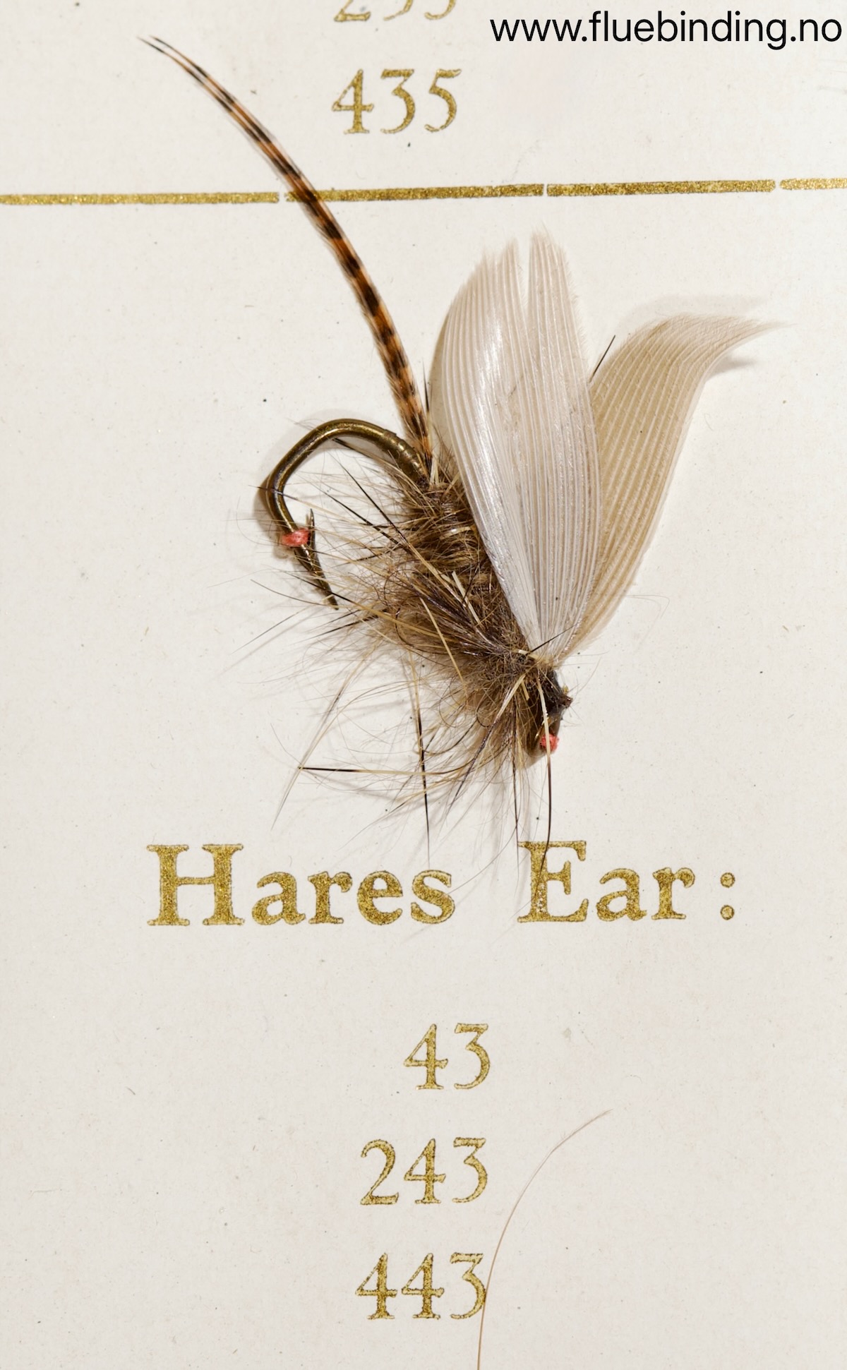 Hare's Ear