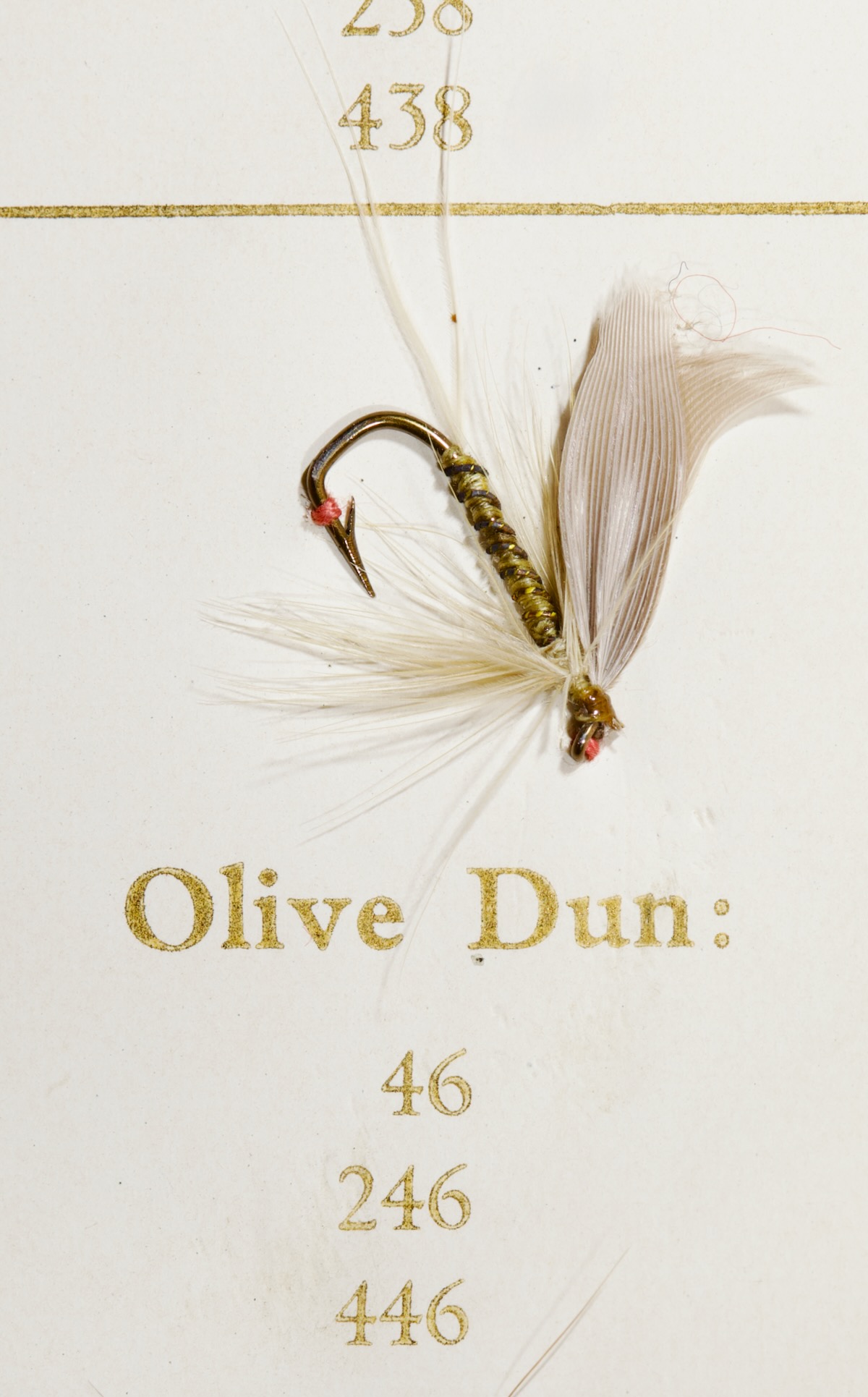 Olive Dun