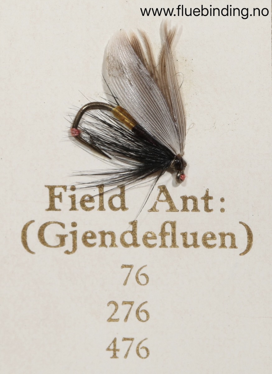 Field Ant