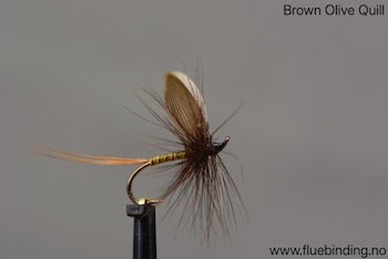 Brown Olive Quill