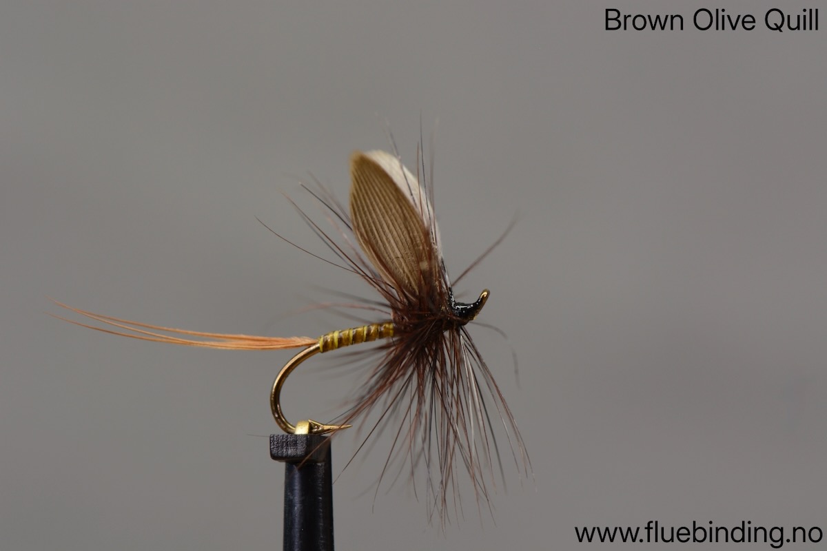 Brown Olive Quill