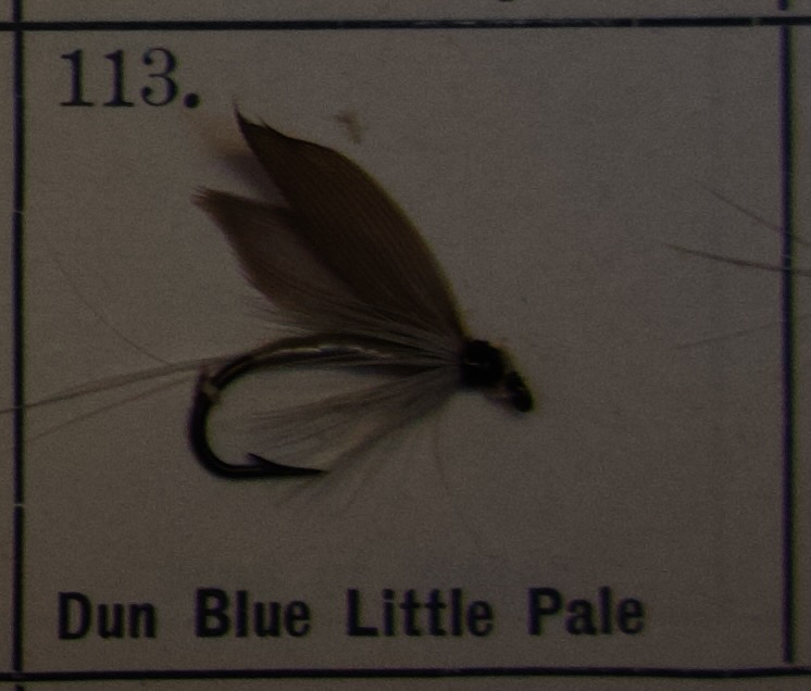 Dun Blue Little Pale