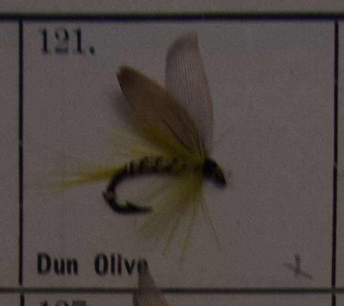 Dun Olive