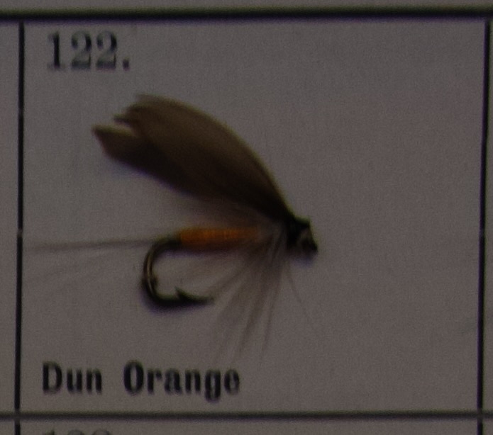 Dun Orange