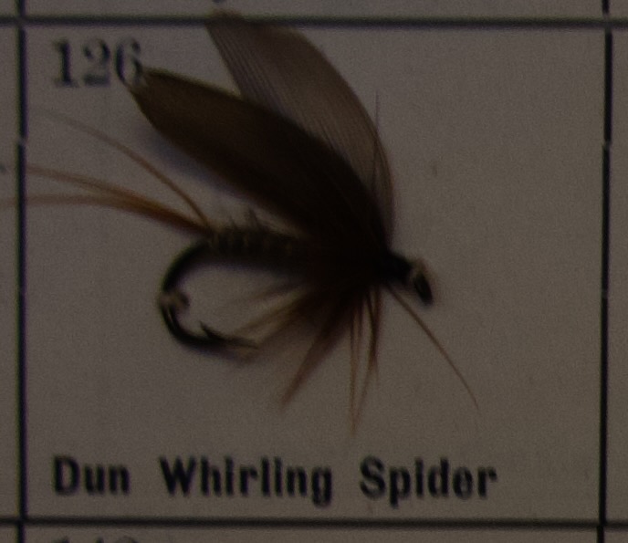 Dun Whirling Spider