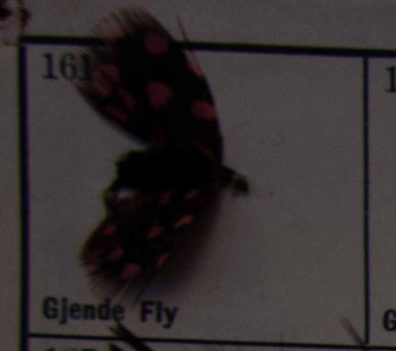 Gjende Fly