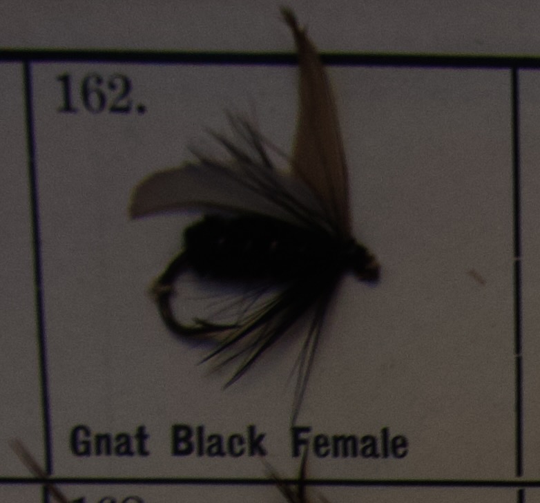 Gnat Black Female