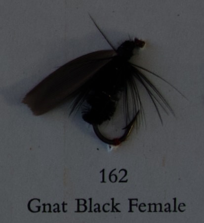 Gnat Black Female