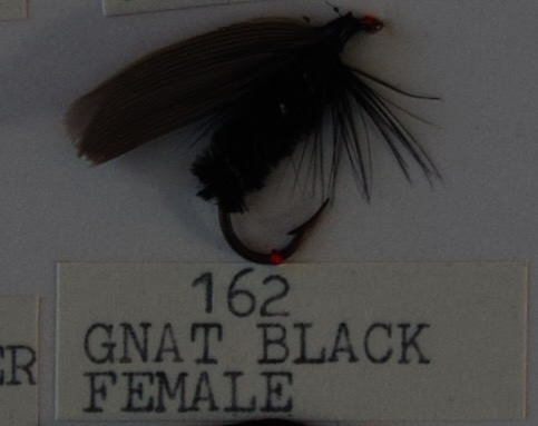 Gnat Black Female