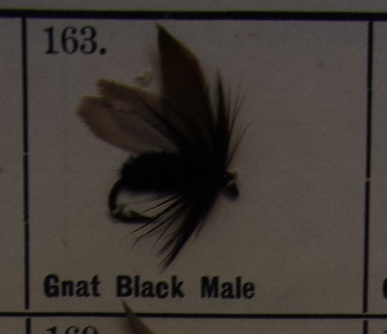 Gnat Black Male