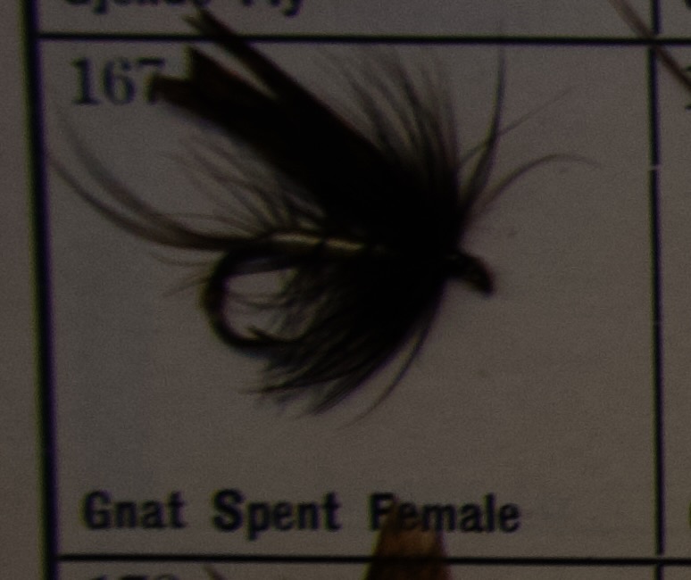 Gnat Spent Female