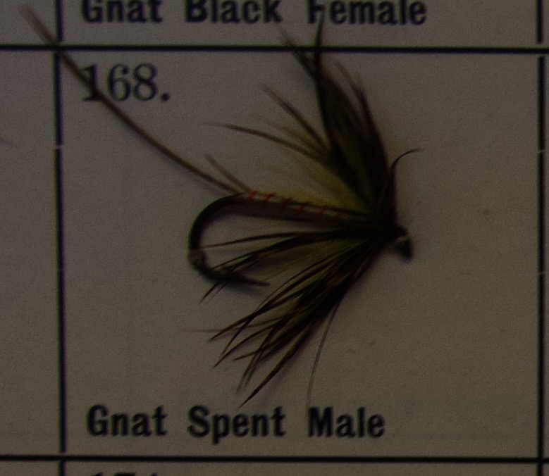 Gnat Spent Male