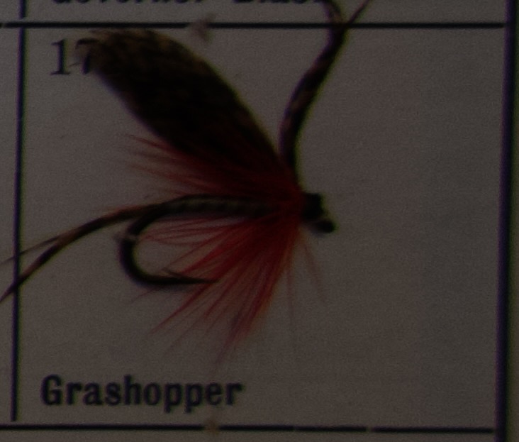 Grashopper