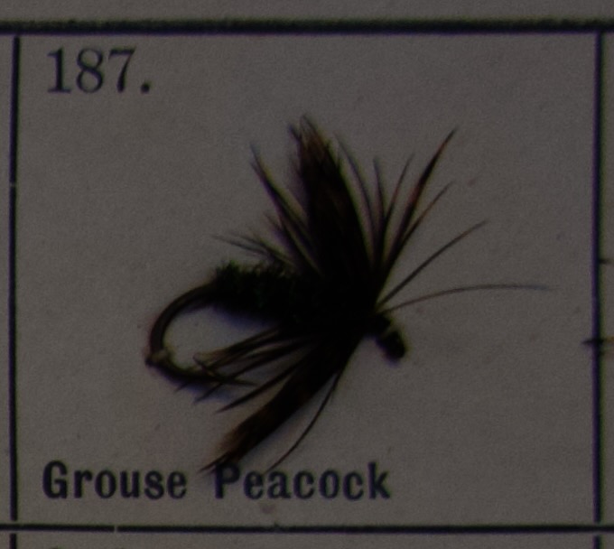 Grouse Peacock