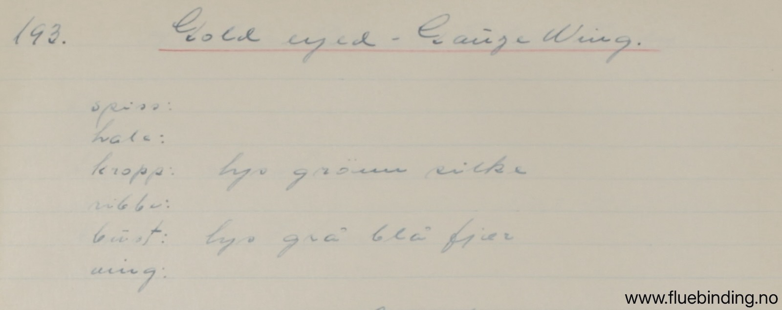 Gold Eyed Gauze Wing