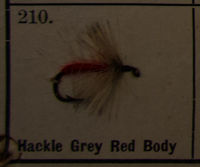 Hackle Grey Red Body