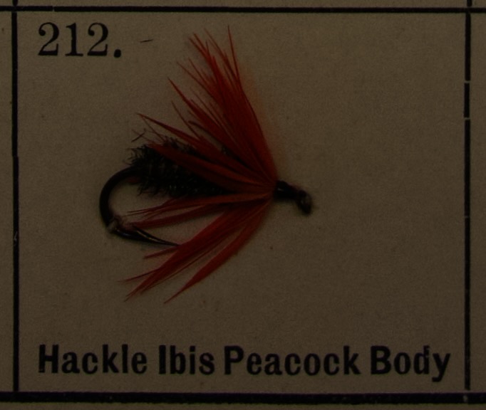 Hackle Ibis Peacock Body
