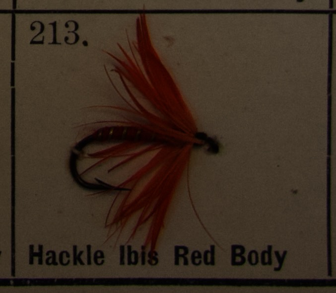 Hackle Ibis Red Body