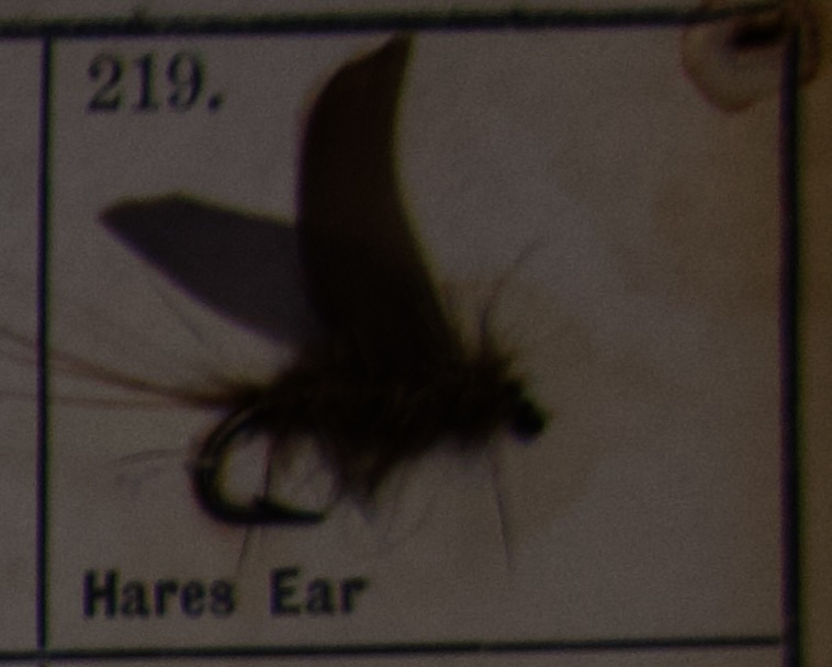 Hares Ear