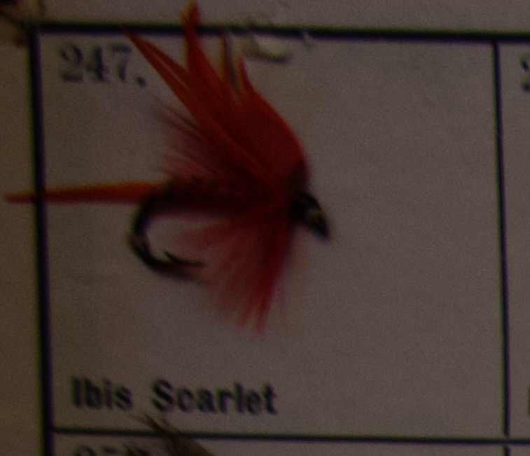 Ibis Scarlet