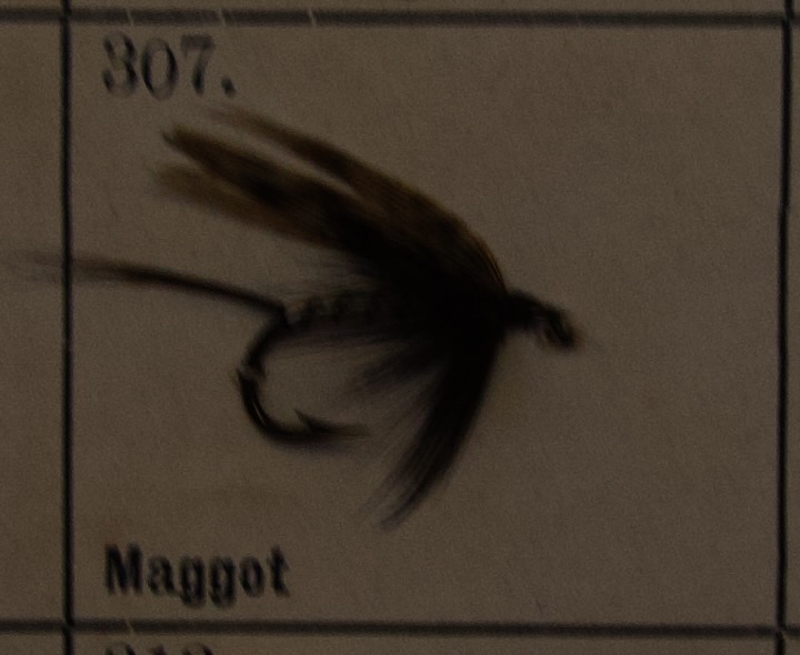 Maggot