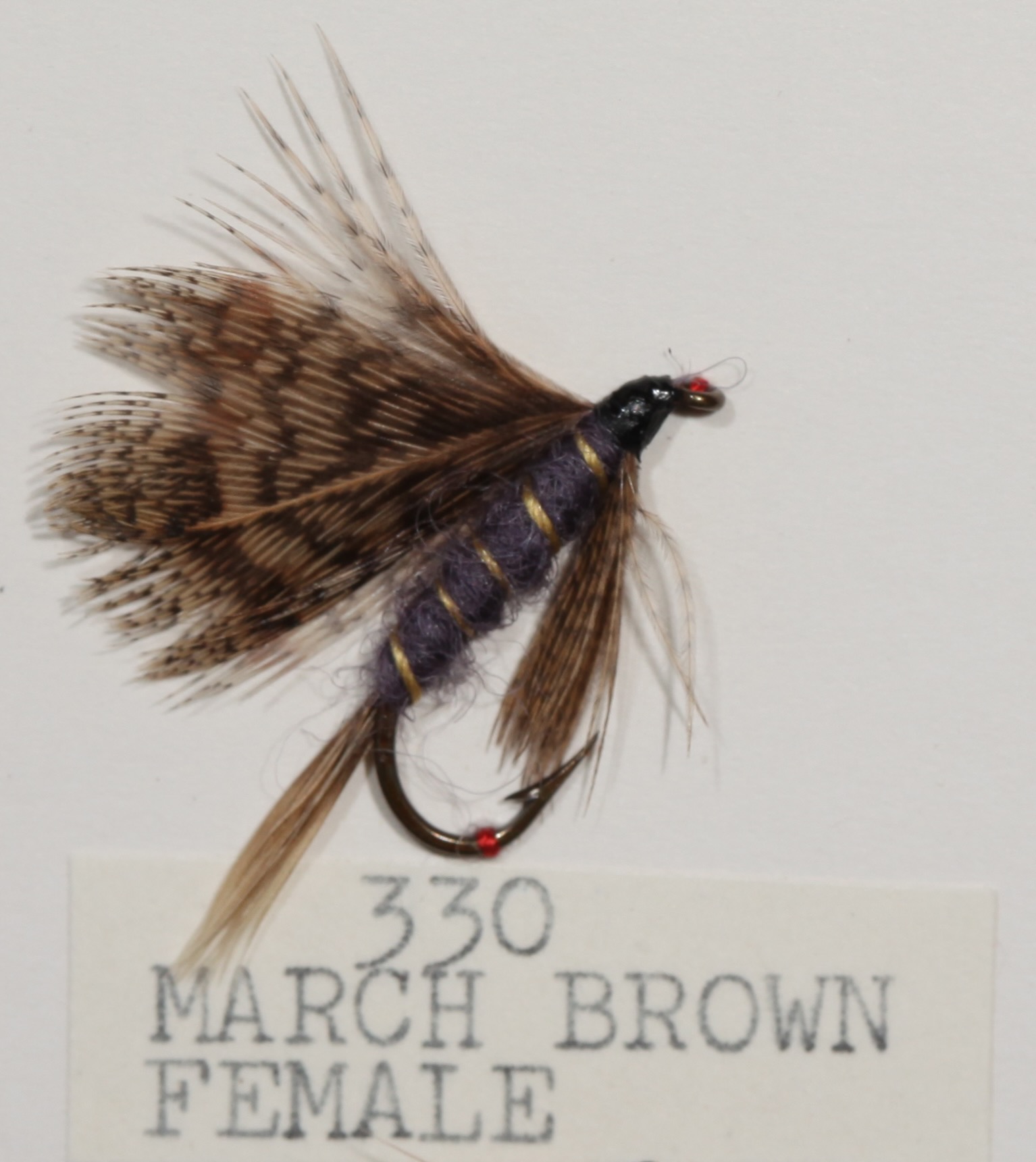 March Brown Female