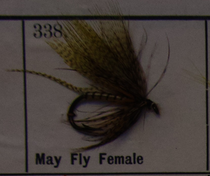 May Fly Female