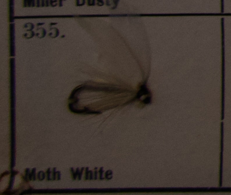 Moth White
