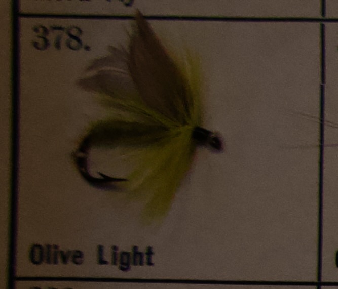 Olive Light