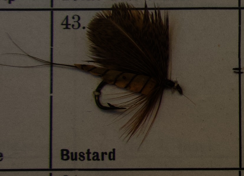 Bustard