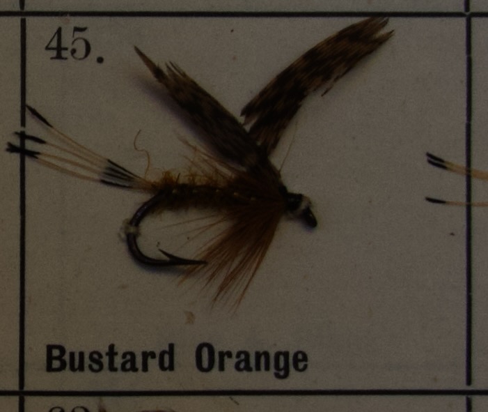 Bustard Orange