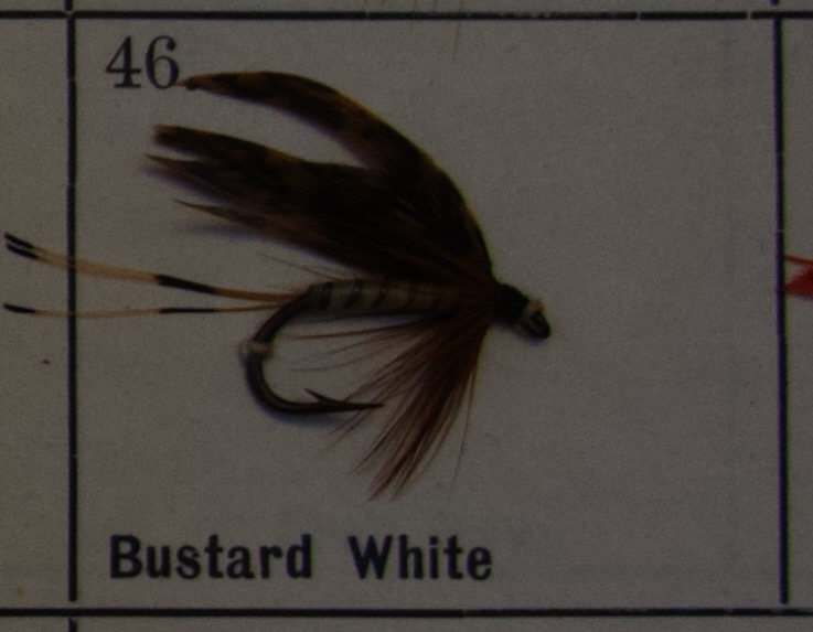 Bustard White