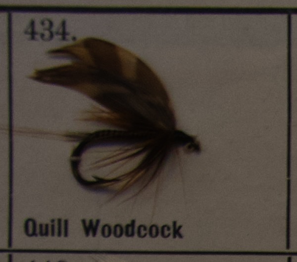 Quill Woodcock