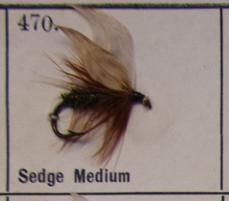 Sedge Medium