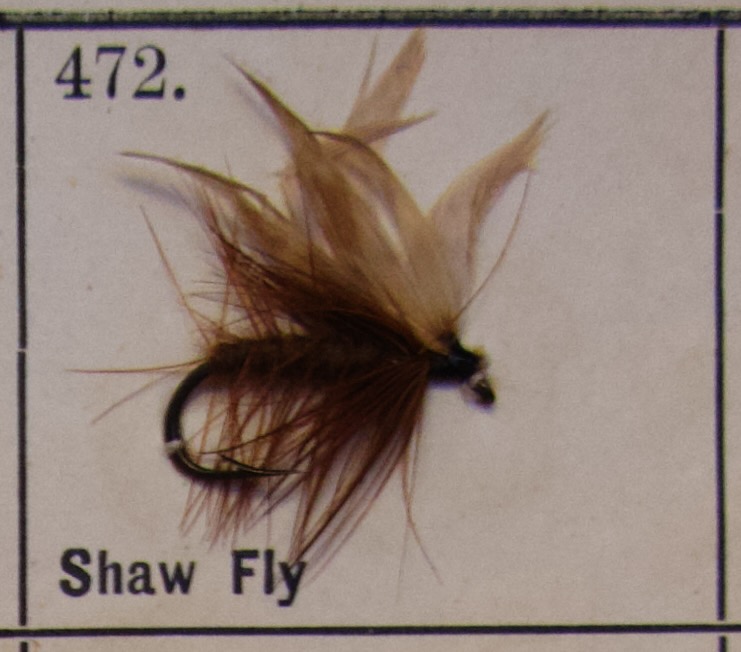 Shaw Fly