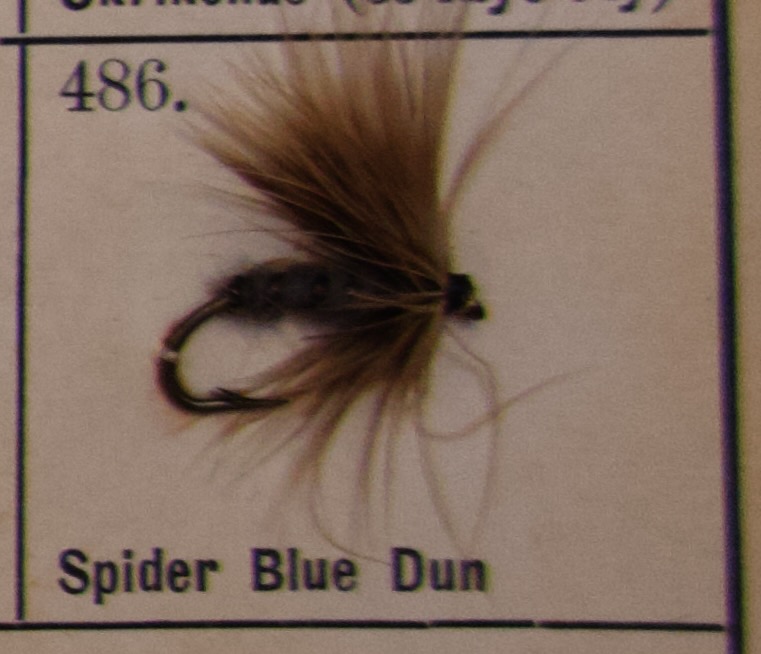 Spider Blue Dun
