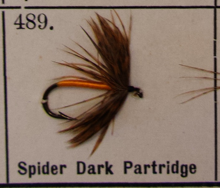 Spider Dark Partridge
