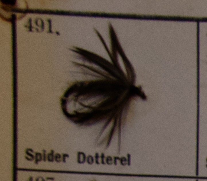Spider Dotterel