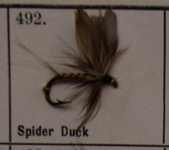 Spider Duck