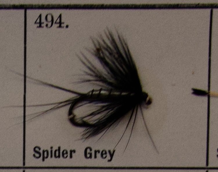 Spider Grey