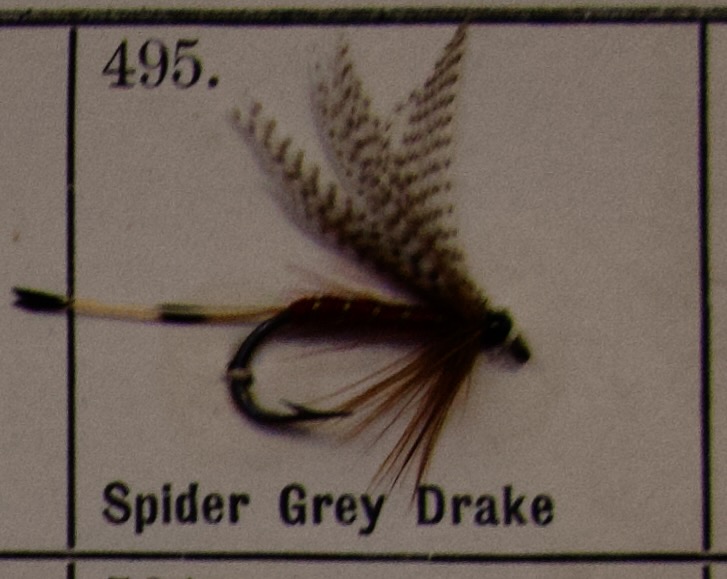 Spider Grey Drake