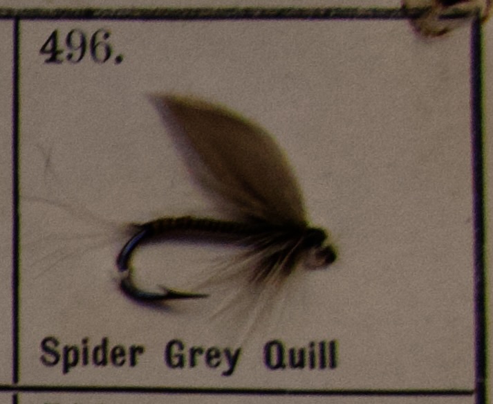Spider Grey Quill