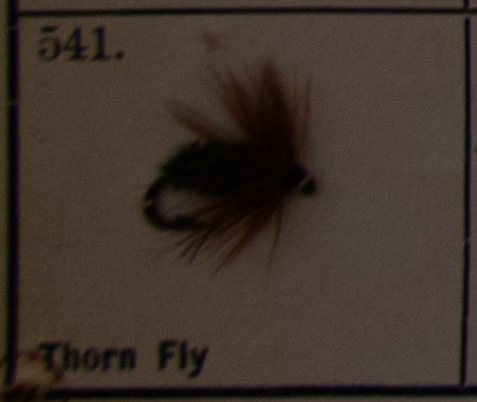 Thorn Fly