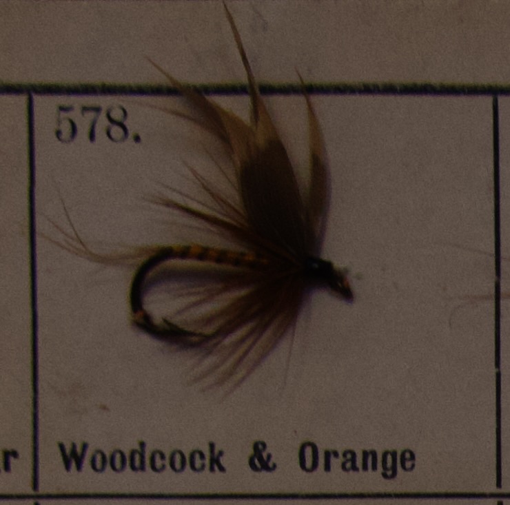 Woodcock Orange