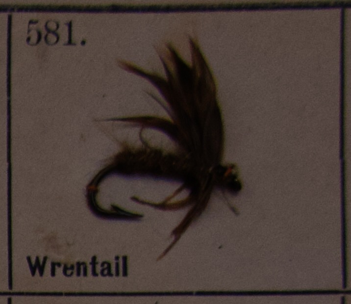 Wrentail
