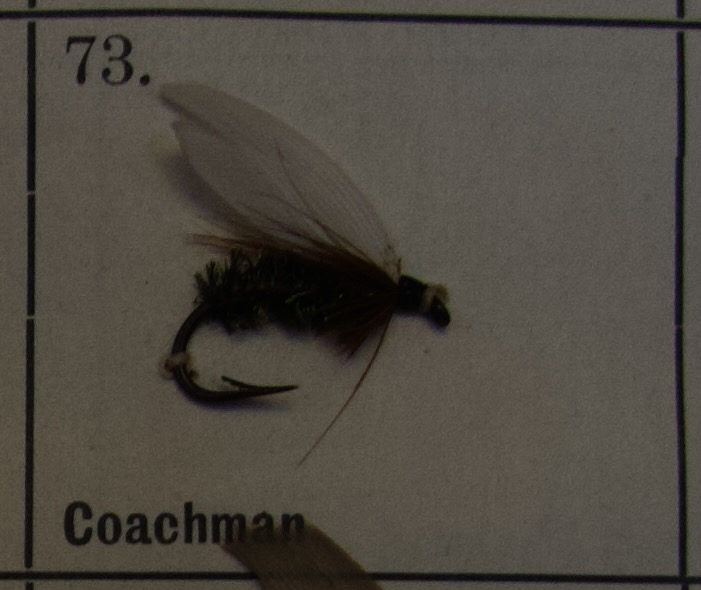 Coachman