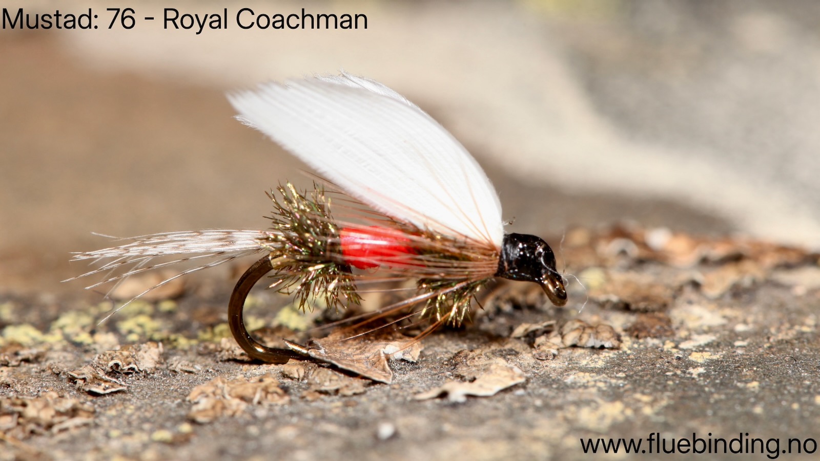 Coachman Royal