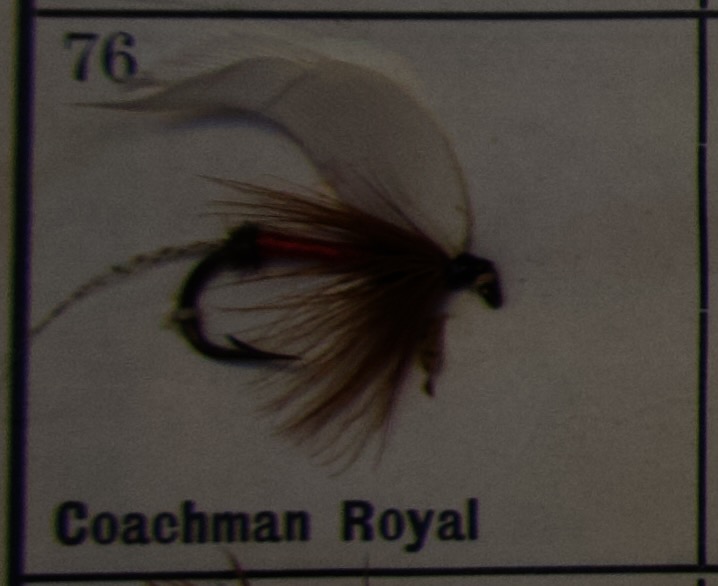 Coachman Royal