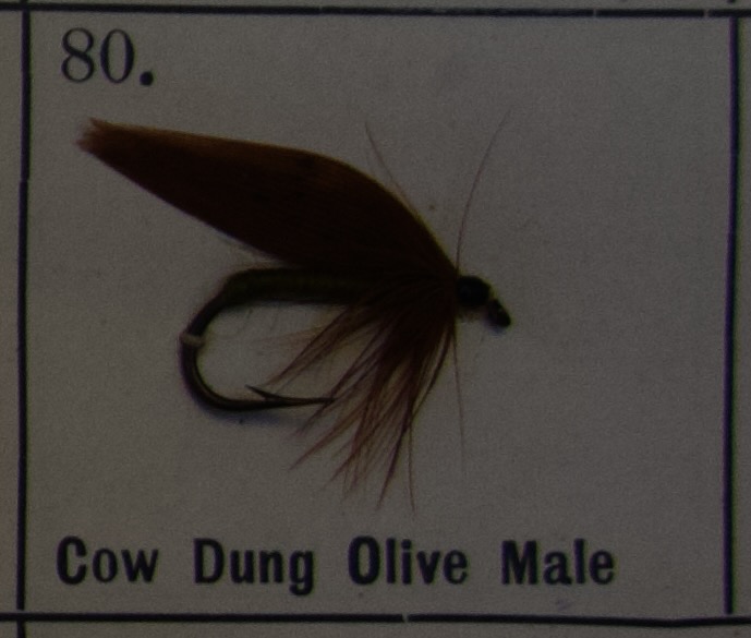 Cow Dung Olive Male