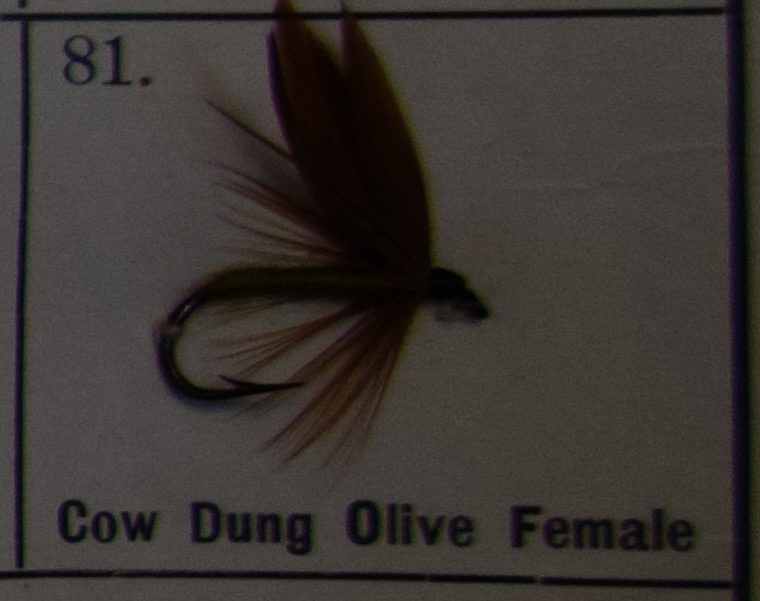Cow Dung Olive Female
